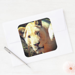 Sticker Carré Lion
