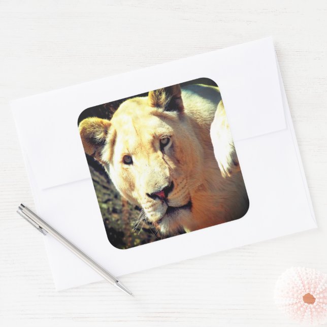 Sticker Carré Lion (Enveloppe)