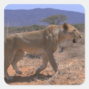 Sticker Carré Lion 3