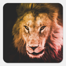 Lion africain dans l'ombre. Animal sauvage fort