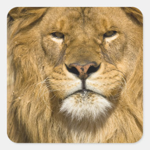 Sticker Carré Lion de Barbarie d'Afrique, Panthera leo leo, l'un
