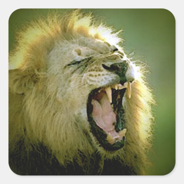 Sticker Carré Lion en rugissement (Devant)