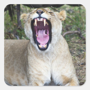 Sticker Carré Lion femelle (Panthera leo), Masai Mara National