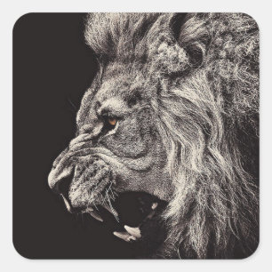 Sticker Carré Lion homme en colère