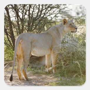 Sticker Carré Lion lionne, Panthera leo, Kgalagadi