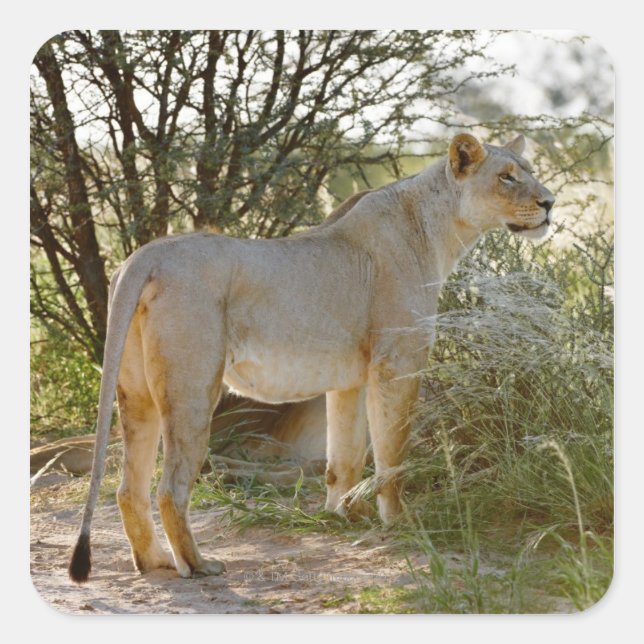 Sticker Carré Lion lionne, Panthera leo, Kgalagadi (Devant)