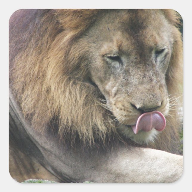 Sticker Carré Lion Lique Ses Boules ! (Devant)