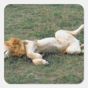 Sticker Carré Lion mâle étirement