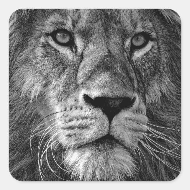 Sticker Carré Lion noir et blanc (Devant)