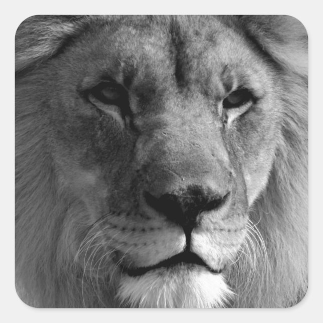Sticker Carré Lion noir et blanc (Devant)