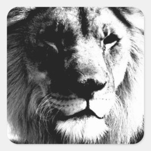Sticker Carré Lion noir et blanc