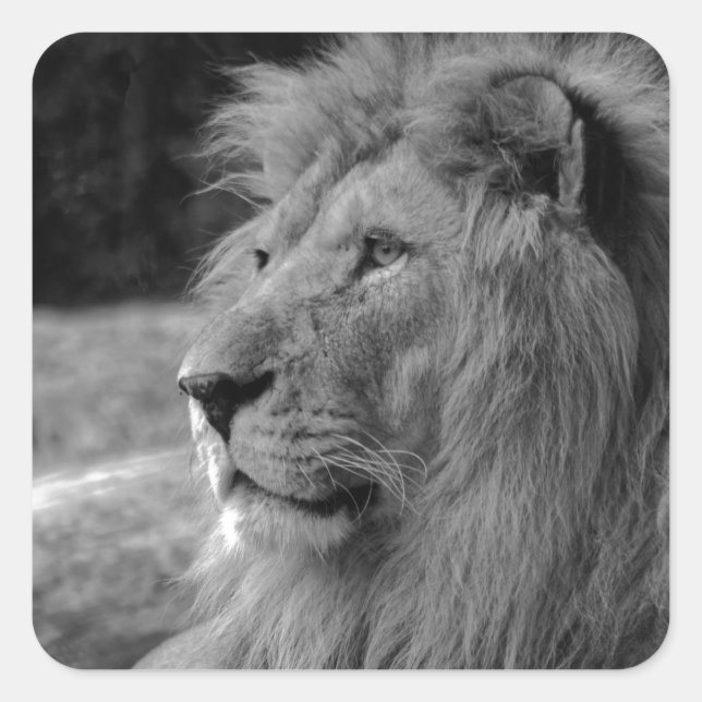 Sticker Carré Lion noir et blanc - Animal sauvage (Devant)