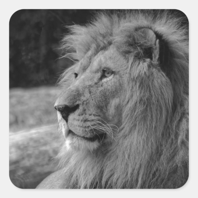 Sticker Carré Lion noir et blanc - Animal sauvage (Devant)