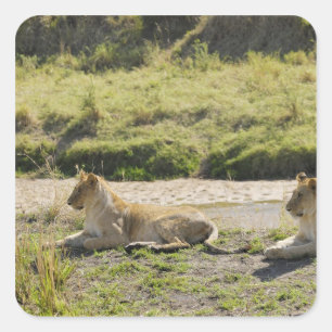 Sticker Carré lion (Panthera Lion), deux jeune lionne, masai