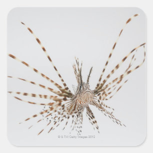 Sticker Carré Lionfish rouge (volitans de Pterois)