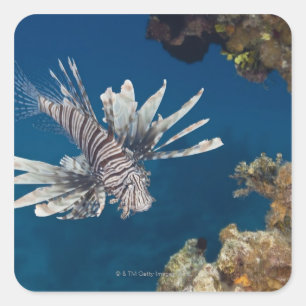 Sticker Carré Lionfish (volitans de Pterois) nageant plus de