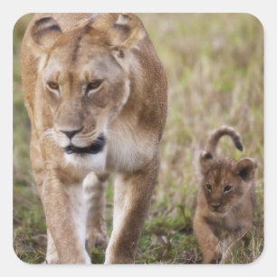 Sticker Carré Lionne avec son petit