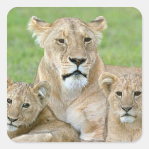 Sticker Carré Lionne et deux petits, Afrique de l'Est, Tanzanie,