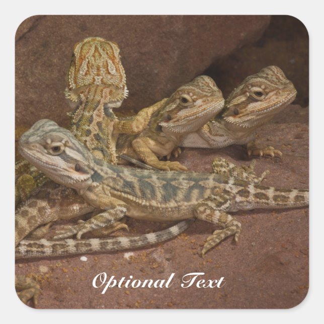 Sticker Carré Lizard Lizard Lizard Jigsaw Puz pour bébé personna (Devant)