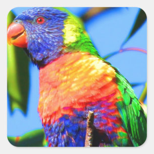 Sticker Carré lorikeet d'arc-en-ciel