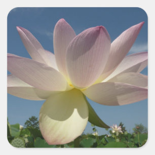 Sticker Carré Lotus Flower et Blue Sky II