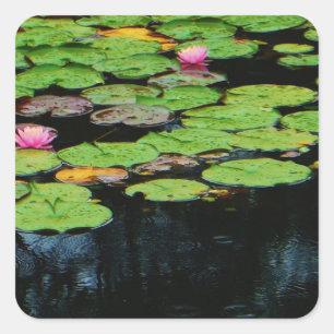 Sticker Carré lotus rose noir