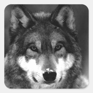 Sticker Carré Loup