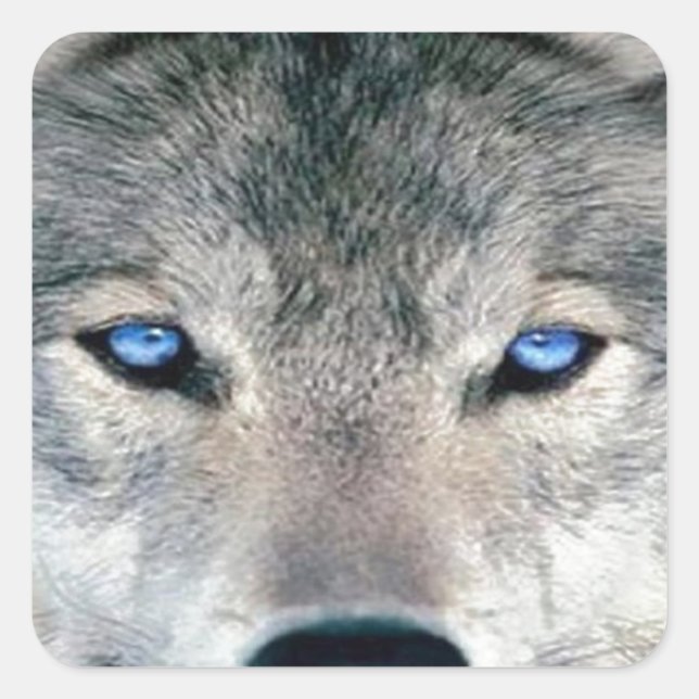 Sticker Carré Loup bleu (Devant)