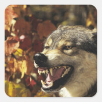 Loup (Canis lupus), tournage, avec