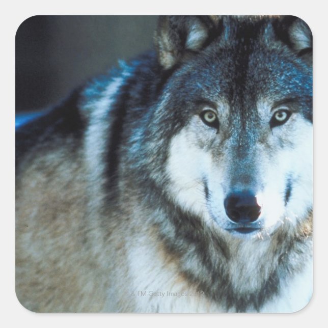 Sticker Carré Loup de bois (Devant)