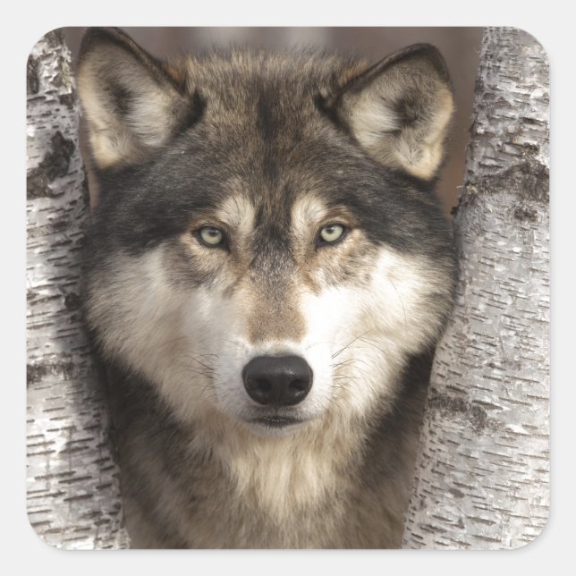 Sticker Carré Loup de bois par Jim Zuckerman (Devant)