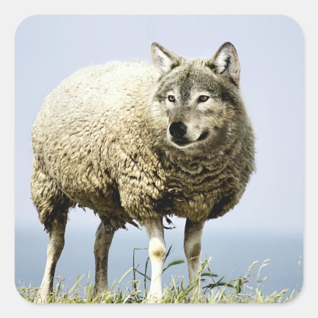 Sticker Carré Loup en vêtements de mouton (Devant)
