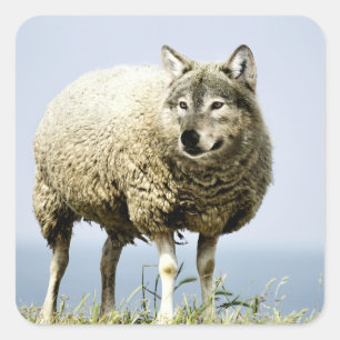 Sticker Carré Loup en vêtements de mouton