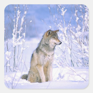 Sticker Carré Loup gris assis dans la neige, Canis lupus,