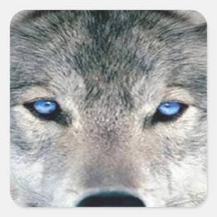Sticker Carré Loup observé par bleu