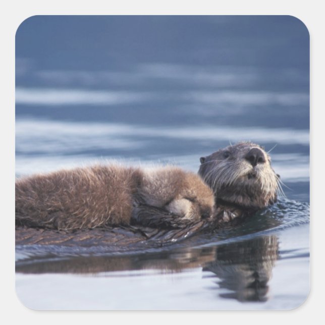 Sticker Carré loutre de mer, Enhydra lutris lutris (Devant)