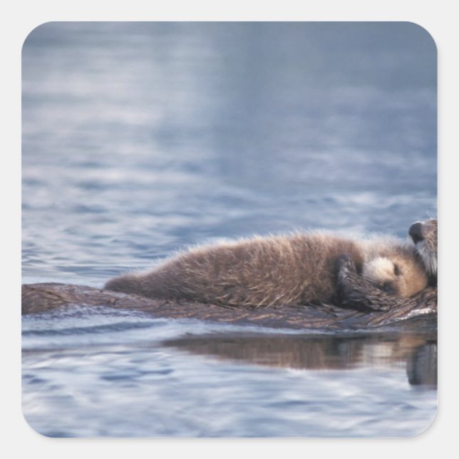 Sticker Carré loutre de mer, Enhydra lutris lutris (Devant)