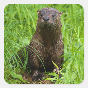 Sticker Carré Loutre de rivière intelligente
