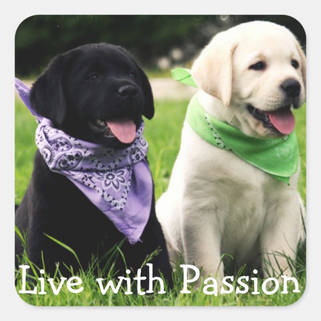 Sticker Carré Love Black & Yellow Labrador Retriever Chiens de c (Devant)