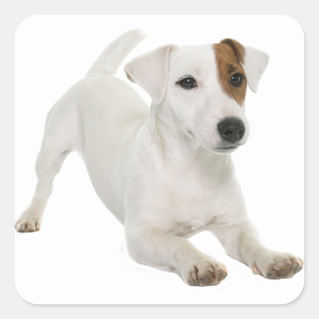 Sticker Carré Love Jack Russell Terrier Chien Chien Chien Chien  (Devant)