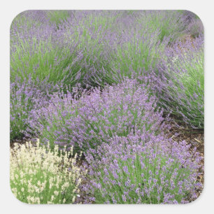 Sticker Carré Lovely Lavender