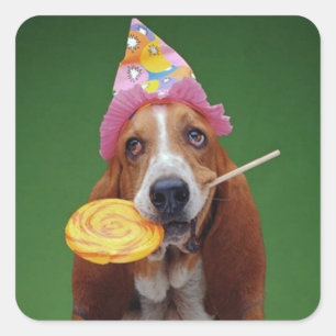 Sticker Carré Lucette d'anniversaire de Basset Hound