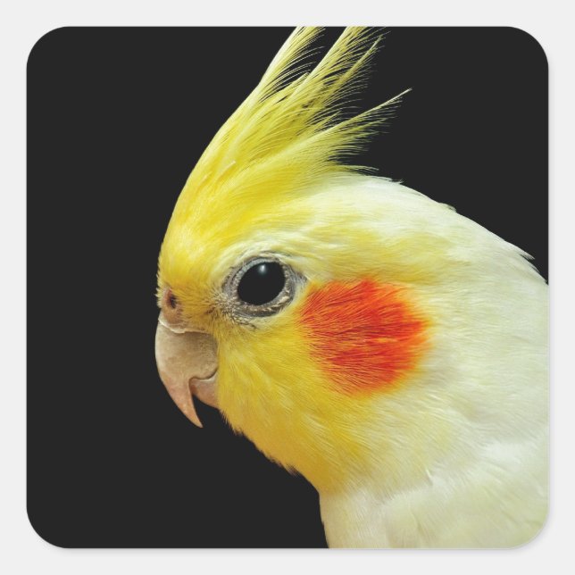 Sticker Carré Lutino Cockatiel (Devant)