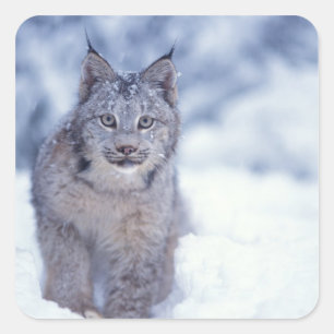 Sticker Carré Lynx dans la neige au pied des collines