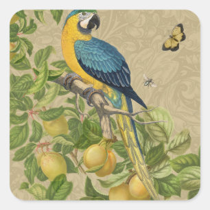 Sticker Carré Macaw Blue Jaune Tropical Jungle Antique