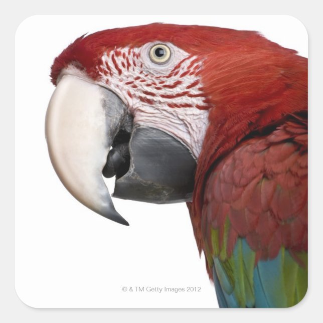 Sticker Carré Macaw rouge et vert - Ara chloropterus (Devant)