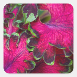 Sticker Carré Macro Coleus
