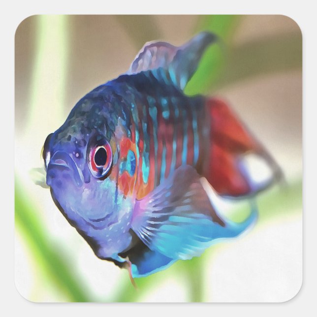 Sticker Carré Macropodus Opercularis Aquarium Poisson (Devant)