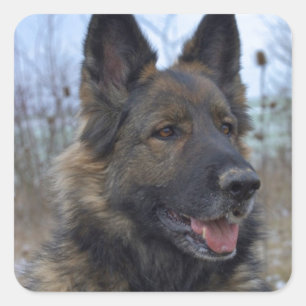 Sticker Carré Magnifique berger allemand à selle noire