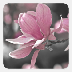 Sticker Carré Magnolia à assiette japonaise rose